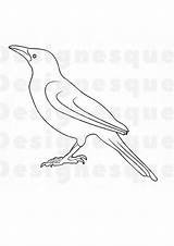Coloring Pages  Crow Page Preschool sketch template