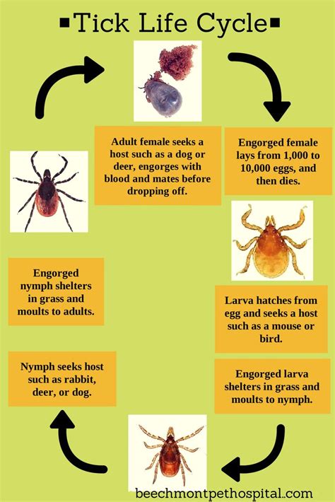 Although ticks can be a threat all year long, they are the most active in the spring and summer ...