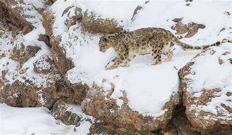 Snow Leopard Photography Tour in Spiti Valley in Winter