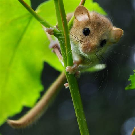 Hazel Dormouse | Suffolk Biodiversity Information Service