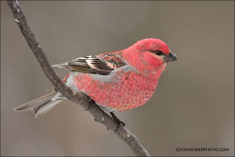 Pine Grosbeak male