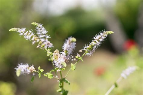 Black Cohosh: Benefits, Uses, Side Effects, and More