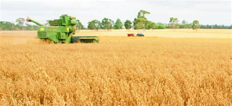 Oats: harvesting, swathing and grain storage | Agriculture and Food