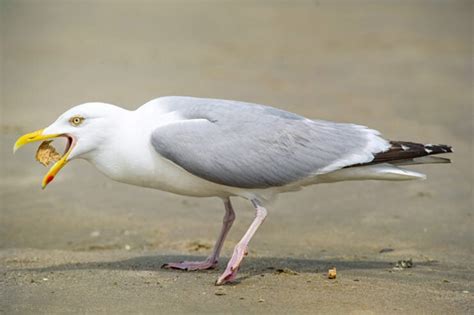 Can You Eat Seagulls and How Do They Taste?