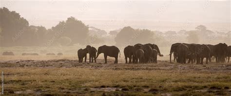 Elephants, Amboseli National Park Stock Photo | Adobe Stock