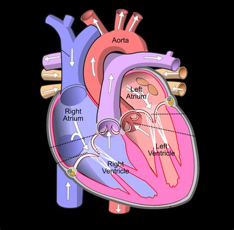 [Solved] The _______ is the largest and strongest chamber in a human