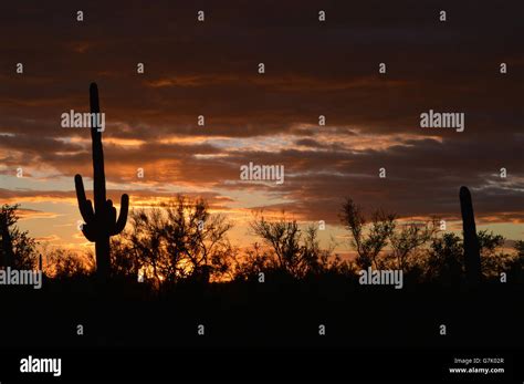 Sunset, Saguaro Cactus Stock Photo - Alamy