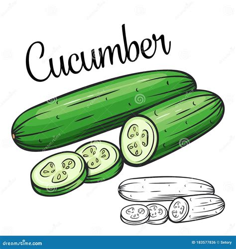 Cucumber. Vector. Outline Drawing Of A Vegetable On A White Background. Sketch. Drawing Marker ...