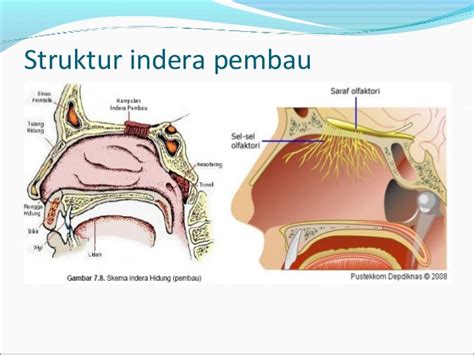 Alfiah Wulandari: Hubungan antara indera penciuman dengan indera pengecapan