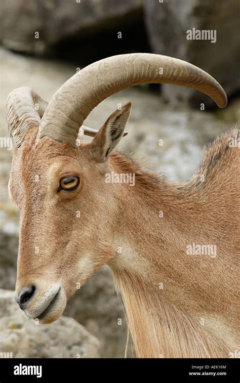 Barbary Sheep Stock Photo - Alamy