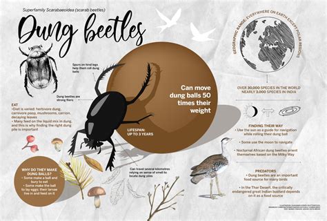 Dung Beetles: Facts, Diet, Habitat | Roundglass | Sustain