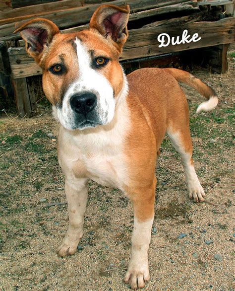 12-11-24 Pit Bull Akita mix tan & white unneut 3 yr DUKE 1 ID12-11-024 - OR 11-24 Hanna Moore ...