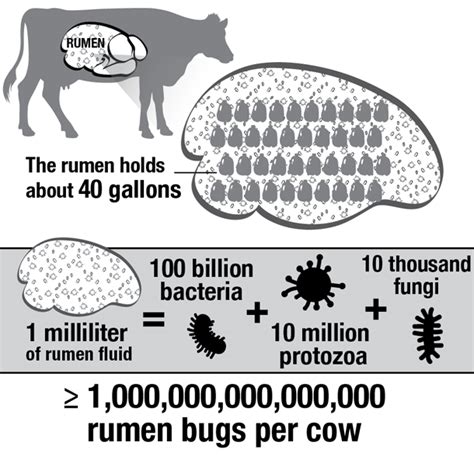 Rumen bugs 101 – feeding the microbes, not just the cow - Progressive Cattle | Ag Proud