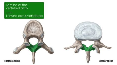 Thoracic vertebrae Vs Lumbar Vertebrae | anatomy Kenhub