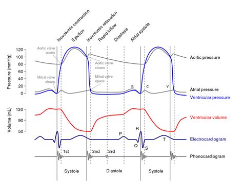 The Cardiac Cycle | Wigger’s diagram | Geeky Medics