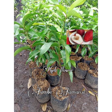 Jual Tanaman pohon jambu air Jamaica ( jambu bold ) | Shopee Indonesia