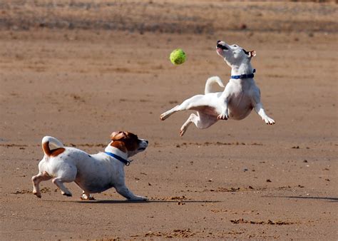 Cute Jack Russell Puppies Pictures