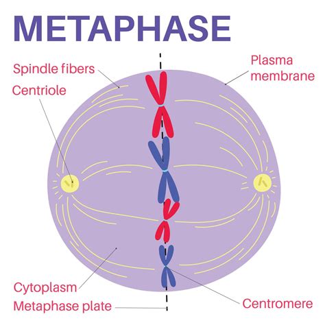 La metafase es una etapa de la mitosis en el ciclo celular eucariótico ...