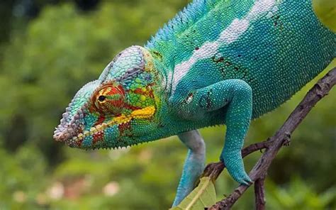 chameleon facts for kids1