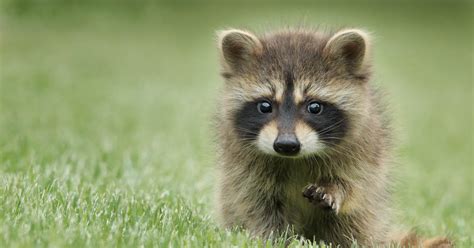 What Season are Raccoon Babies Born? | Arrow Exterminating