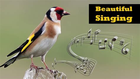 Goldfincd Singing - European Goldfinch Singing - YouTube