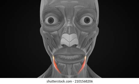 Depressor Anguli Oris Triangularis Muscle Anatomy Stock Illustration ...