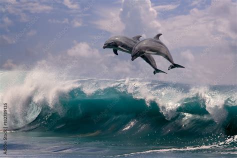 Images Of Dolphins Jumping