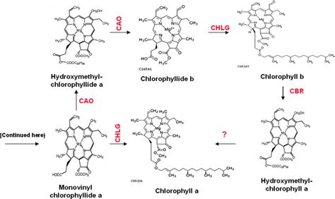 Chlorophyll Biosynthesis in Higher Plants | SpringerLink