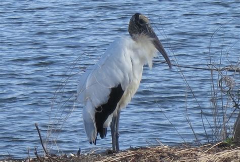 Florida Keys wildlife: 12 animals not to miss & when to see them