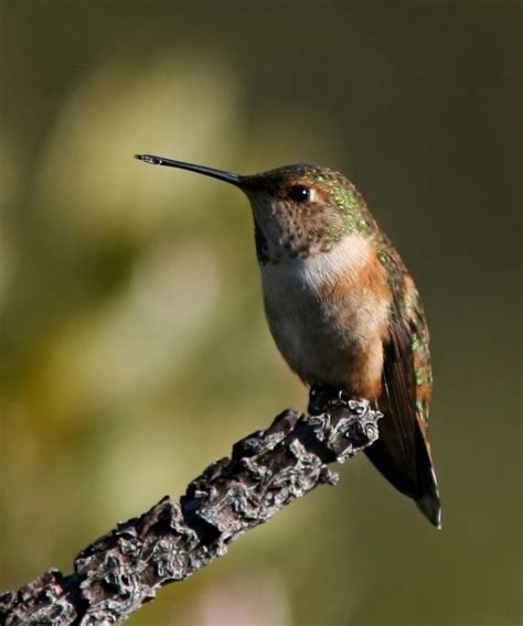 Western Hummingbird Partnership | Rufous Hummingbird