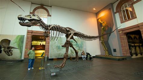 Senckenberg Museum in Frankfurt, | Expedia