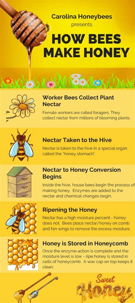 How do Bees Make Honey? - Carolina Honeybees