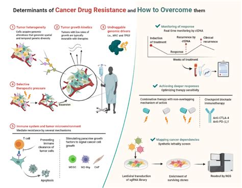 Overcoming Drug Resistance in Cancer | BioRender Science Templates