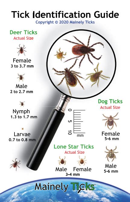 Tick ID, Removal, & Submission - Mainely Ticks