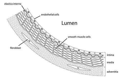 Difference Between Epithelial and Endothelial Cells | Definition, Characteristics, Function