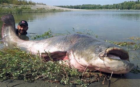 What Is The Worlds Largest Catfish Ever Caught