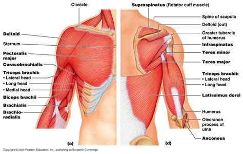 Posterior-Shoulder-Muscle-Anatomy-SWUA - Norris Health