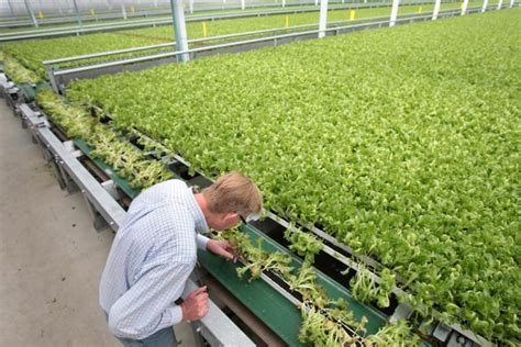 Greenhouse Lettuce Grower Invests in Major Expansion (Greenhouse Grower) - Little Leaf Farms