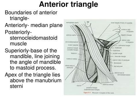 PPT - Anterior triangle PowerPoint Presentation, free download - ID:5436377