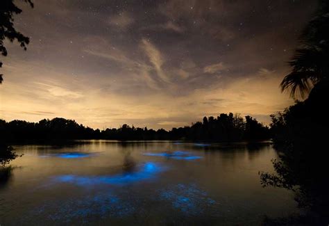 Bioluminescent Kayaking & Rafting - Florida's Best Bioluminescence Tours