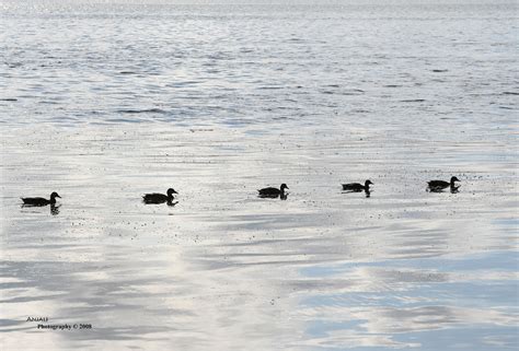 Five Ducks In A Row | View on Large No graphics and multiple… | Flickr