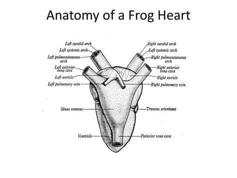 Frog Dissection Internal Anatomy