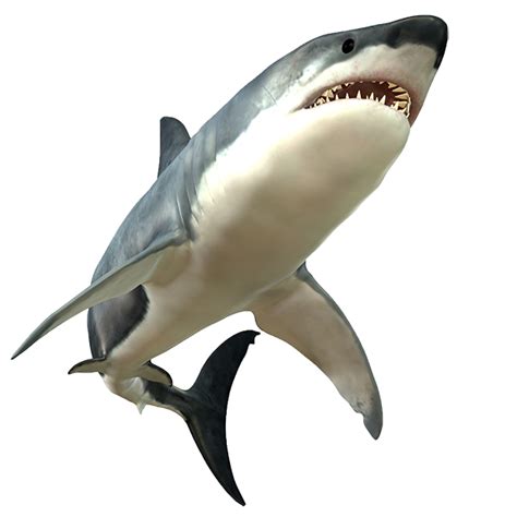 Shark Picture Transparent HQ PNG Download | FreePNGimg