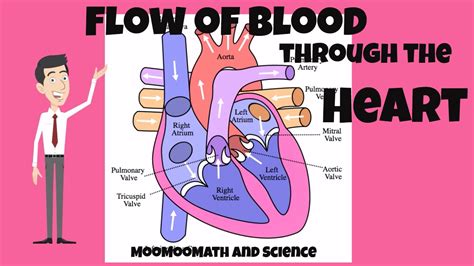 [DIAGRAM] Diagram Of Blood Flow Of The Heart - MYDIAGRAM.ONLINE