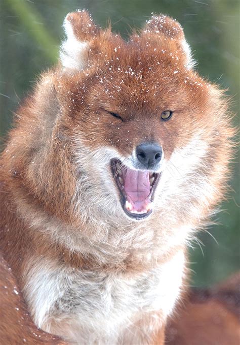 Dhole – (Indian Hunting Dog) - Wildlife Shots