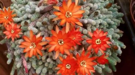 My chamaecereus silvestrii Cactus - Peanut Cactus in bloom - YouTube