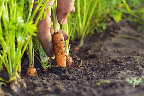 What is Topsoil and What is it Used for | Kellogg Garden Organics™