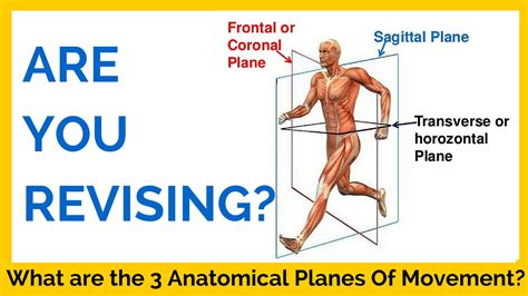 What are the three anatomical planes of movement?