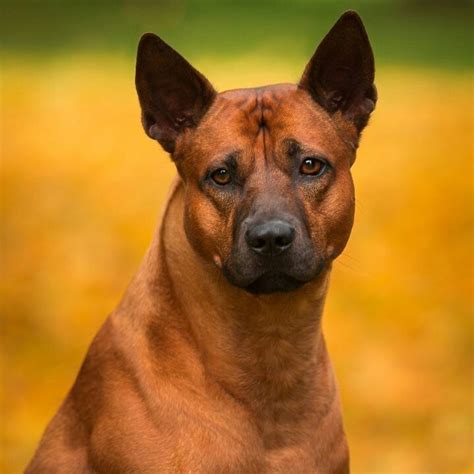 THAI RIDGEBACK 🐶 #thairidgeback @asheb90 © | Thai ridgeback, Dog breeds ...