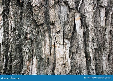 Bark of an old tree acacia stock image. Image of love - 139117297